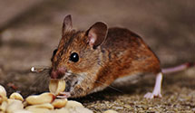 24 Hour & Emergency Exterminators in Woodstock, VA